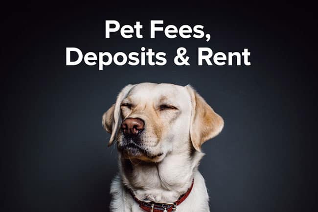 Extra pet fees and pet deposits - Hanoi housing